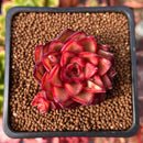 Echeveria 'Schneider' 1"-2" Succulent Plant