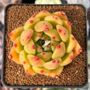 Echeveria Agavoides 'Rose Hill' 2"-3" Succulent Plant
