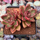 Echeveria Agavoides 'Pine Rose' 3" Cluster Succulent Plant