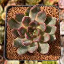 Echeveria Agavoides 'Red Bell' 2" Succulent Plant