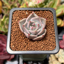 Echeveria 'Rosewing' 1" Succulent Plant