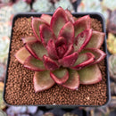 Echeveria Agavoides 'Pine Rose' 2"-3" Succulent Plant