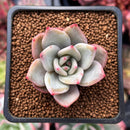 Echeveria 'White Champaign' 1" Succulent Plant