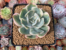 Echeveria 'Secunda' Variegated 3" Succulent Plant