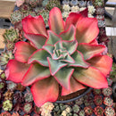 Echeveria 'Orange Subrigida' 8"-10" Large Succulent Plant