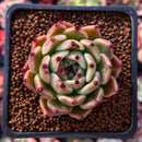 Echeveria Agavoides 'Sarabony' 2" (Seed Grown) Succulent Plant
