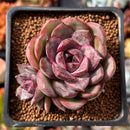 Echeveria 'Mirine' 1" Succulent Plant