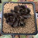 Echeveria 'Blackbird' Cluster 1"-2" Succulent Plant