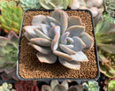 Echeveria 'La Bamba' Bifurcated 3" Succulent Plant