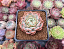Echeveria 'Kainos' 2" New Hybrid Succulent Plant