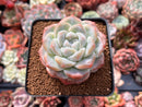 Echeveria 'Ice Green' 3" Succulent Plant