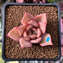 Echeveria 'Lilacina' x 'Rubin' Hybrid 1" New Hybrid Succulent Plant