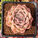 Echeveria 'Mario' Malgan Hybrid 2" Succulent Plant