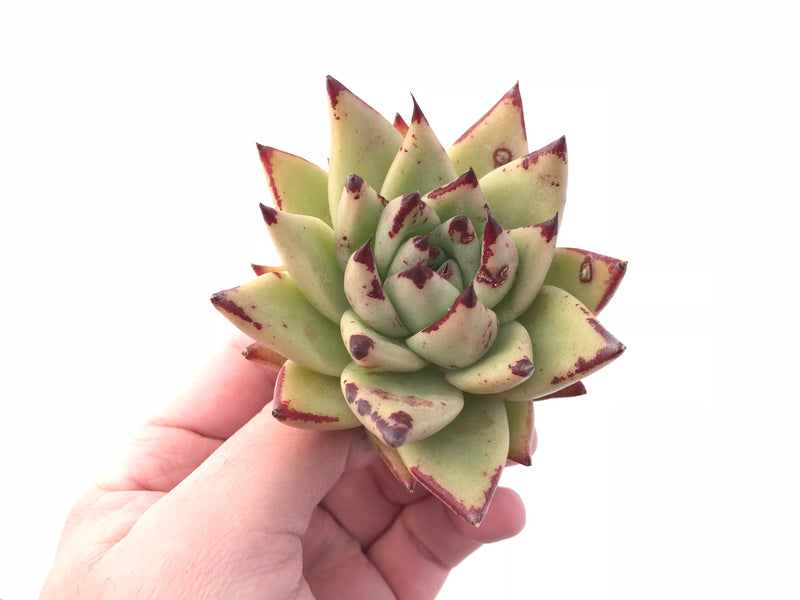 Echeveria Agavoides Puebla Special Clone 3” Rare Succulent Plant