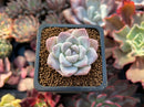 Echeveria 'Icy Green' 1" Succulent Plant