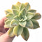 Echeveria Harry Watson 3” Rare Succulent Plant