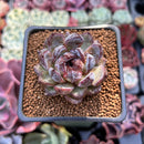 Echeveria 'Citrine' 1"-2" Seed Grown Air Magic Hybrid Succulent Plant