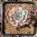 Echeveria 'Holwayi' Variegated 2" Succulent Plant