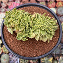 Echeveria Agavoides 'Gilva' Crested 4" Succulent Plant