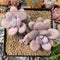 Graptopetalum 'Amethystinum’ 3"-4” Cluster Succulent Plant