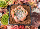 Echeveria 'Prada' 2" Succulent Plant
