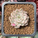 Echeveria 'Margaret' Variegated 1" Succulent Plant