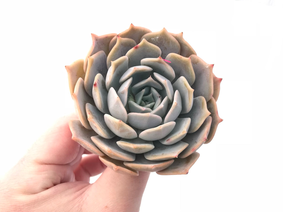 Echeveria Fleur Blanc x Lilacina Hybrid 3” Rare Succulent Plant