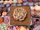 Echeveria 'Monello' 1" Succulent Plant
