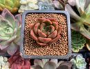 Echeveria Agavoides 'Lily Maria' 1" Succulent Plant