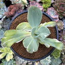 Echeveria 'Beserk' Variegated 3" Succulent Plant