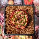 Echeveria Agavoides sp. 1" Succulent Plant