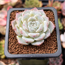 Echeveria sp. 1" Succulent Plant