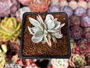 Echeveria 'Berkeley Light' Variegated 1"-2" Succulent Plant