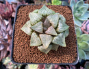 Haworthia sp. 2"-3" Succulent Plant