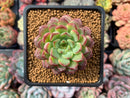Echeveria 'Red Top' 3" Succulent Plant