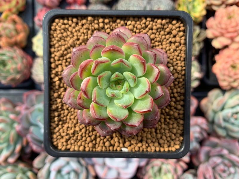 succulent top Echeveria 'Red Top' 3" Succulent Plant