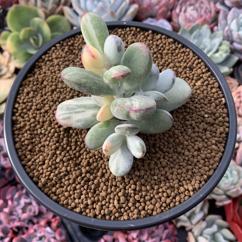 cotyledon succulent varieties Cotyledon 'Orbiculata' Variegated 3" Very Rare Succulent Plant – True Succulents Plant Co