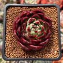 Echeveria Agavoides 'Sarabony Superclone' 1" Succulent Plant