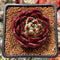 Echeveria Agavoides 'Sarabony Superclone' 1" Succulent Plant