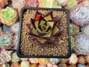 Echeveria Agavoides 'Gold Maria' Selected Clone 2" Succulent Plant