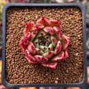 Echeveria Agavoides 'Sarabony' 1" Succulent Plant