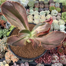 Echeveria 'Fimbriata' Variegated AKA 'Fasciculata' 4"-5" Succulent Plant