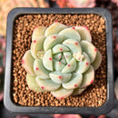 Echeveria 'Blue Swallow' 1" Succulent Plant
