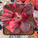 Echeveria 'Primadonna' Variegated 3" Succulent Plant