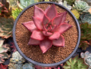 Echeveria Agavoides 'Romeo' 3"-4" Succulent Plant
