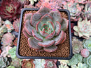 Echeveria 'Monello' 2" New Hybrid Succulent Plant