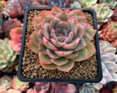 Echeveria 'Egeria'  3" Succulent Plant