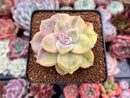 Graptopetalum 'Purple Delight' Variegated 3" Succulent Plant