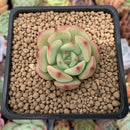 Echeveria 'Black Panther' 1" Succulent Plant