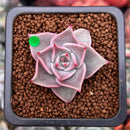 Echeveria 'Rosewing' 1" New Hybrid Small Succulent Plant